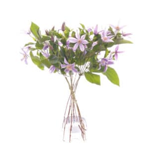 Clematis Bouquet of Flowers Kirkby Lonsdale Florist