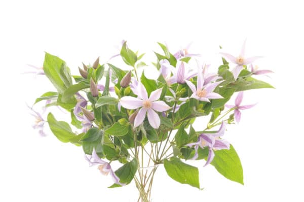 Clematis Bouquet of Flowers Kirkby Lonsdale Florist