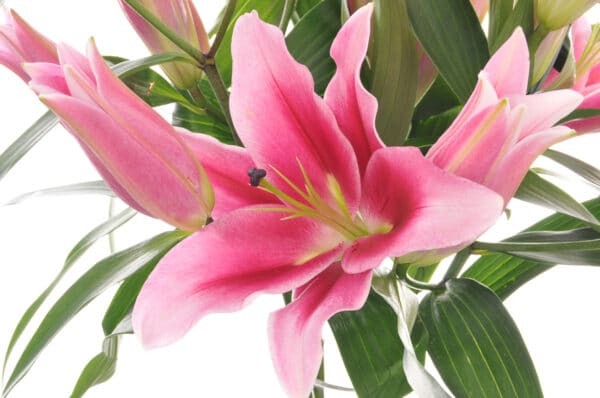Lily Bouquet of Flowers Kirkby Lonsdale Florist